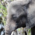 BWA NW Chobe 2016DEC04 NP 093 : 2016, 2016 - African Adventures, Africa, Botswana, Chobe National Park, Date, December, Month, Northwest, Places, Southern, Trips, Year